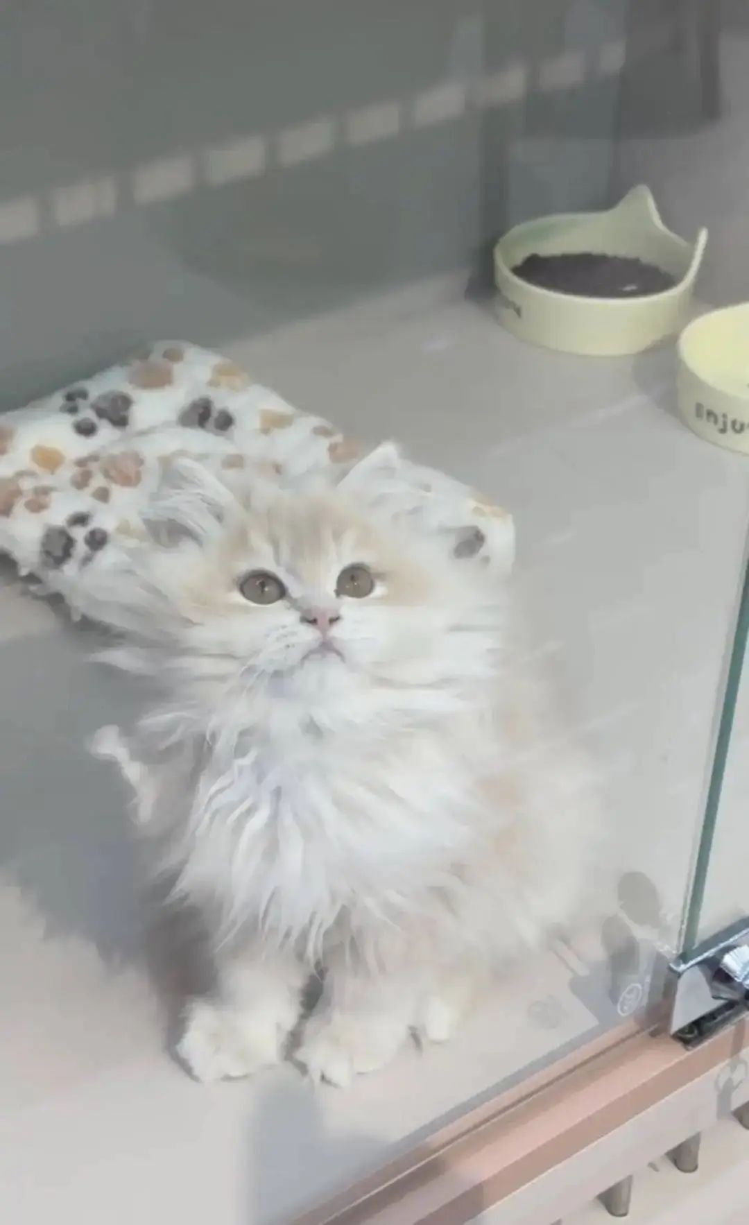 免费领养猫咪背后暗藏猫贷陷阱，爱心变负担，你中招了吗？  第2张