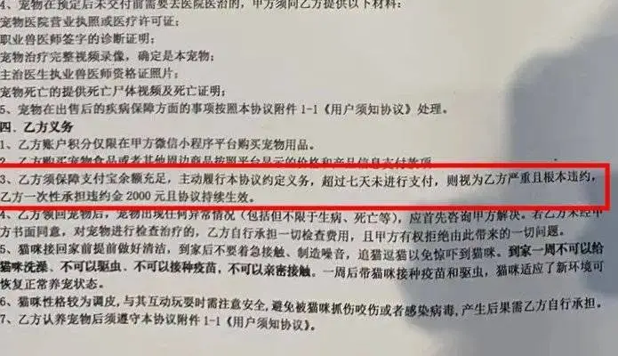 免费领养猫咪背后暗藏猫贷陷阱，爱心变负担，你中招了吗？  第3张