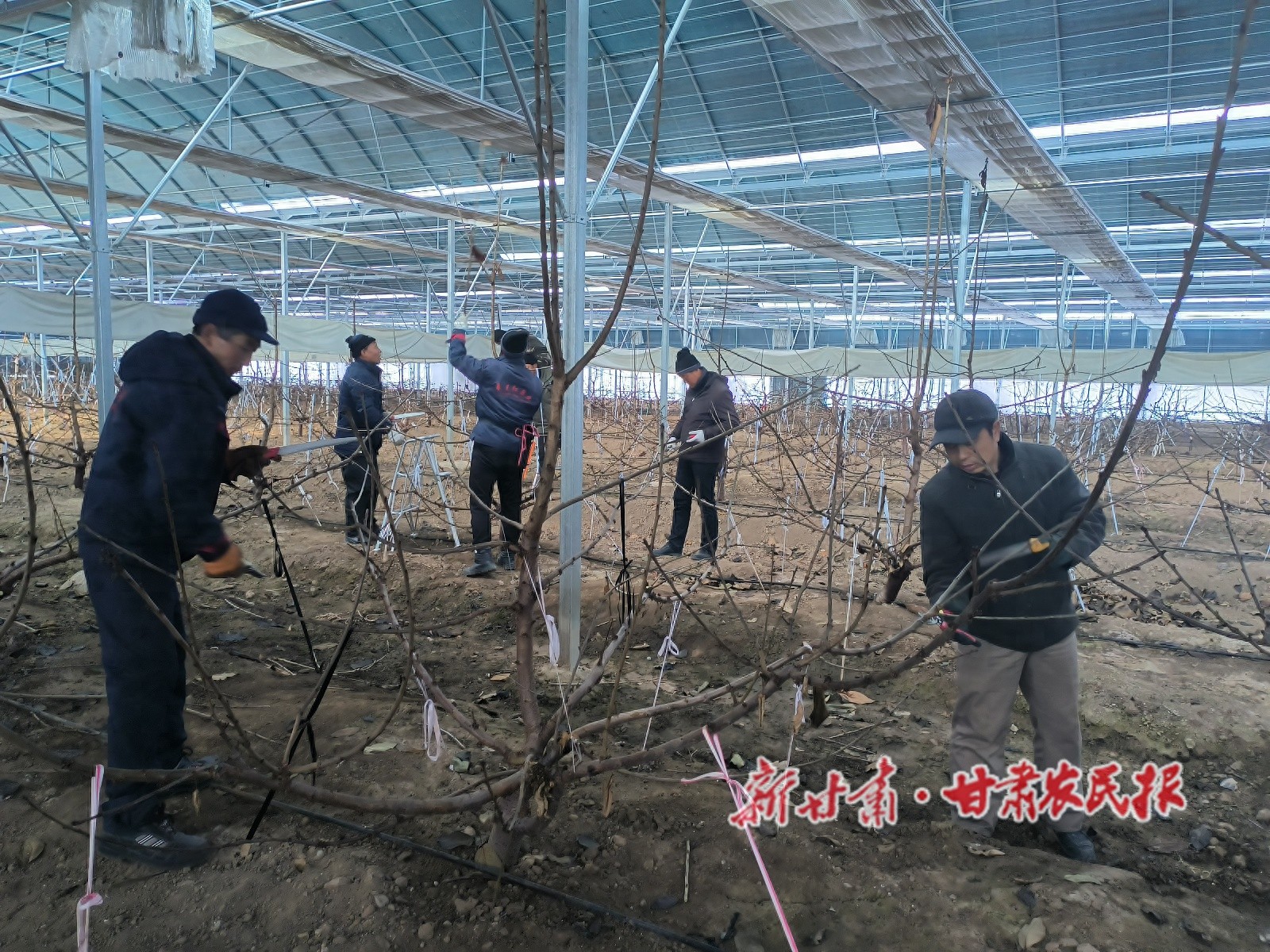 寒冬中的樱桃大棚：工人们如何精心管护，为来年丰收打下基础？  第1张