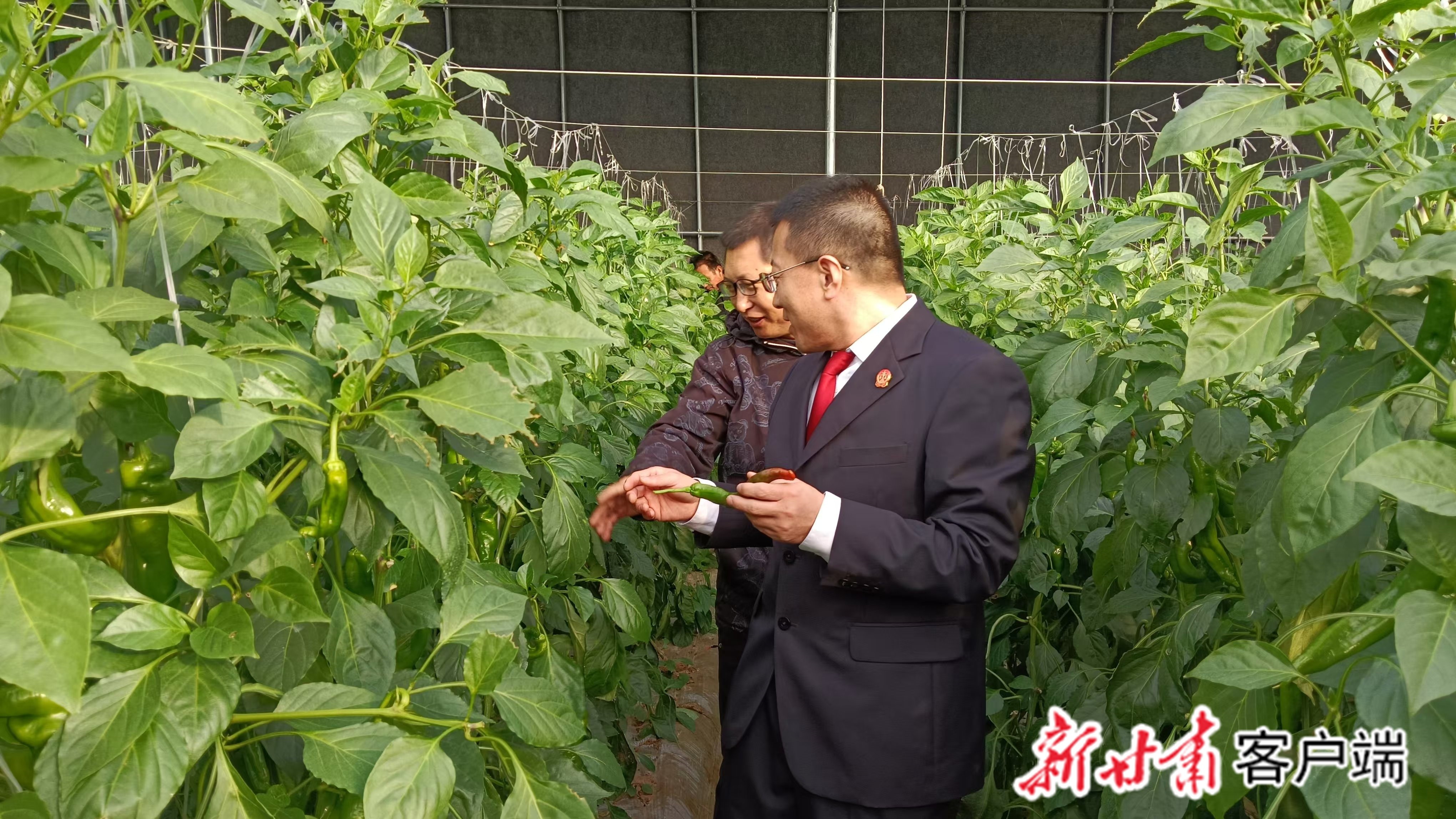 寒冬中的绿意盎然：一场买卖合同纠纷如何被司法温暖化解？