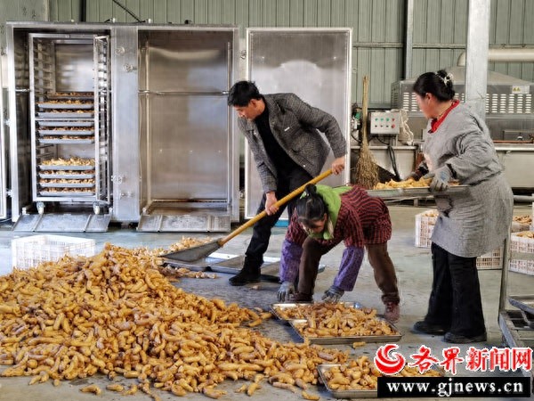 天麻丰收季：太子坪村村民喜迎硕果，绿色发展引领乡村振兴新篇章  第1张