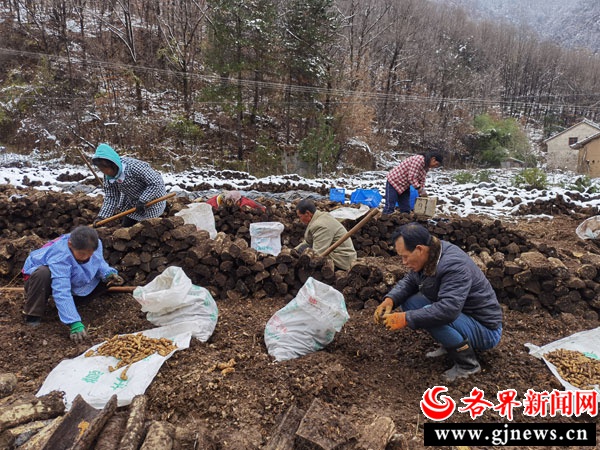 天麻丰收季：太子坪村村民喜迎硕果，绿色发展引领乡村振兴新篇章  第2张