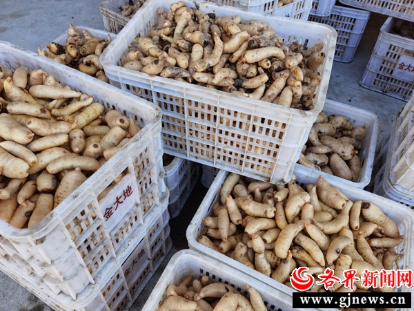 天麻丰收季：太子坪村村民喜迎硕果，绿色发展引领乡村振兴新篇章  第3张