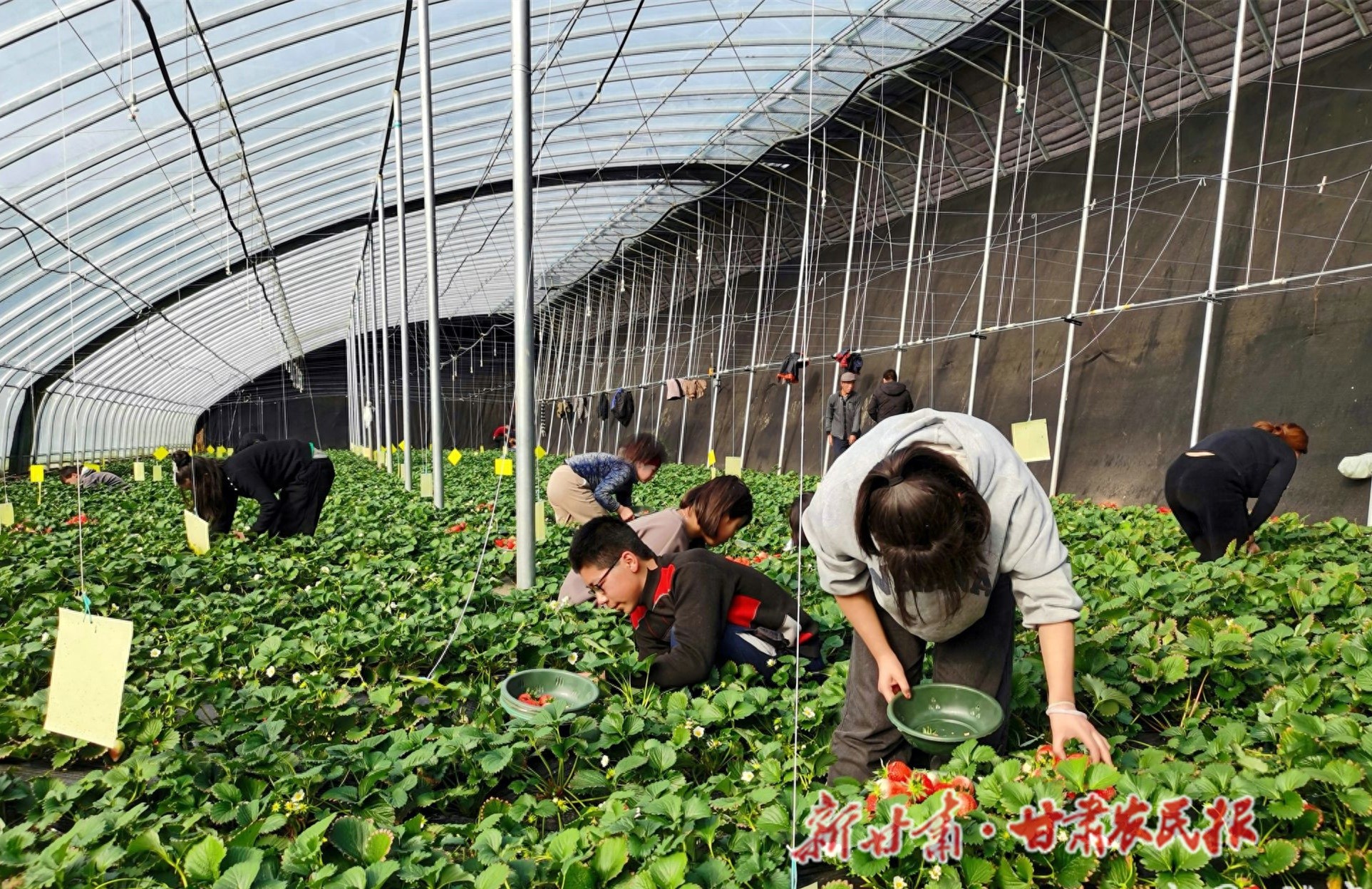 寒冬里的甜蜜惊喜：张家川草莓抢鲜上市，你准备好了吗？