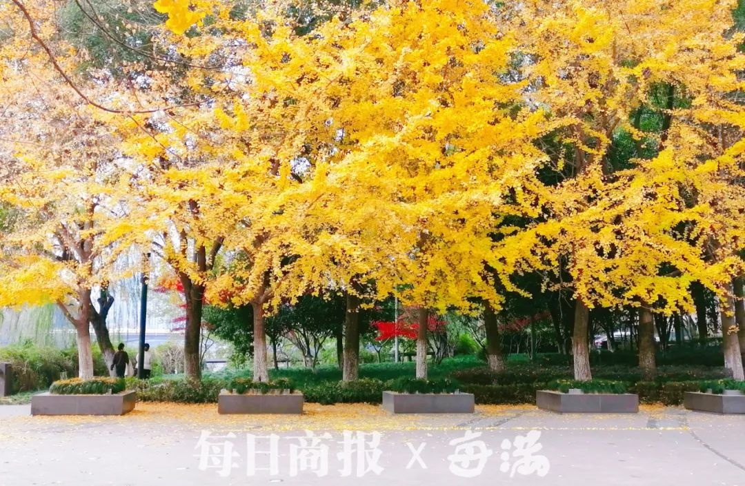 冷空气今晚来袭，杭州最低-6℃！双休日抓紧洗晒，气温持续下跌  第3张