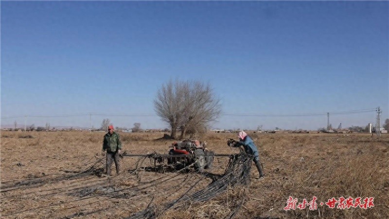 废旧农膜变废为宝：永昌县朱王堡镇的创新举措如何改善农田生态环境？  第1张