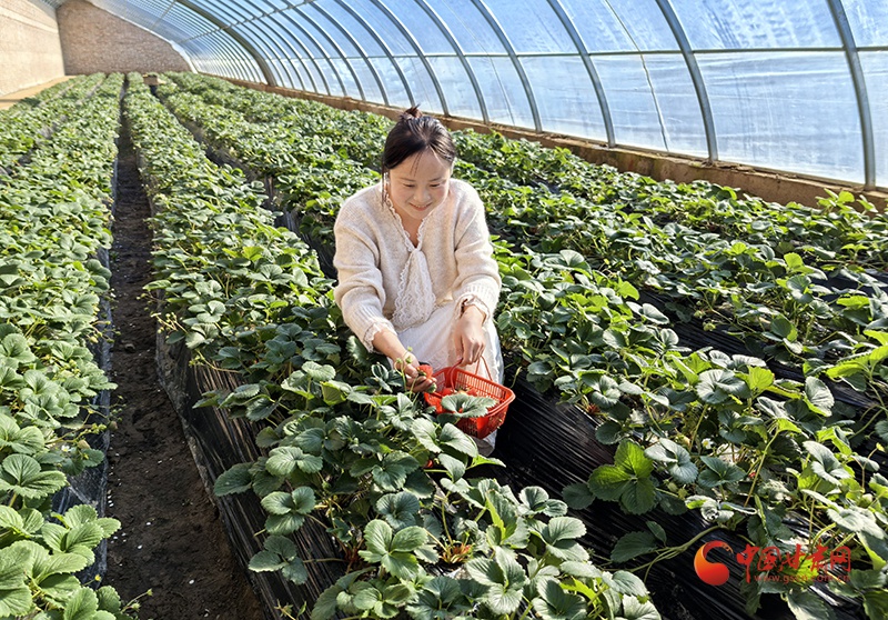 草莓季来袭！灵台县王家庄村采摘园爆红，香甜草莓等你来摘  第2张