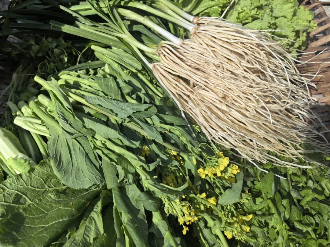 揭秘哈尼族传统美食：野生橄榄枝的惊艳之旅，你绝对想不到的美味  第4张
