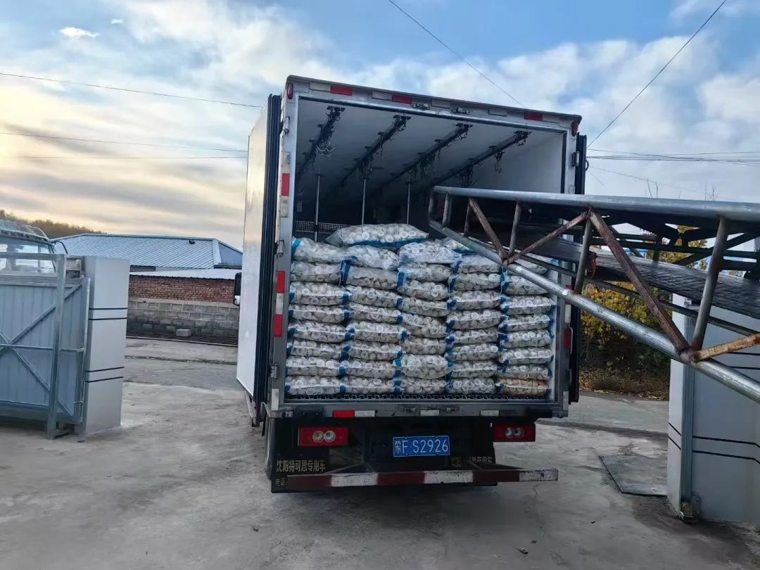 东北黏豆包：传统美食如何通过直播带货闯出致富新路？  第3张