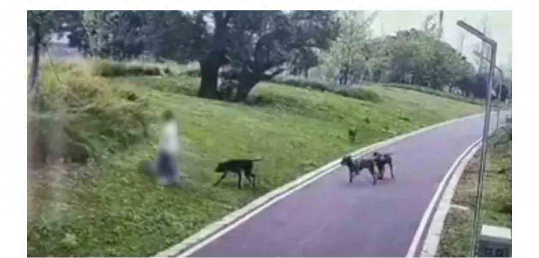 四条恶犬疯狂撕咬母女，狗主人嚣张态度引公愤，警方已采取强制措施  第1张