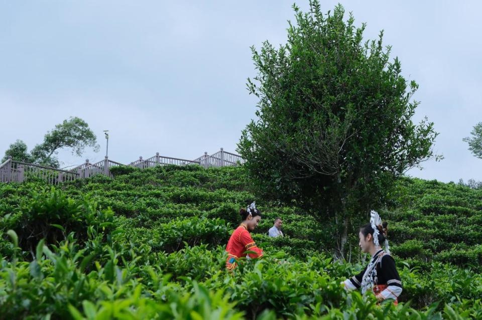 五指山早春茶开采节：揭秘华夏第一早春茶的独特魅力与文化传承  第2张