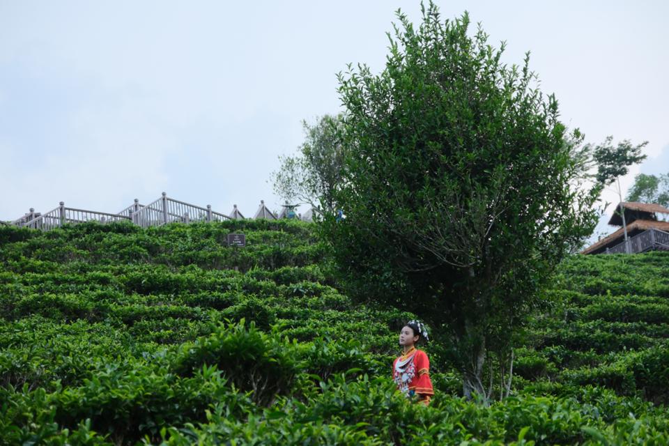 五指山早春茶开采节：揭秘华夏第一早春茶的独特魅力与文化传承  第3张