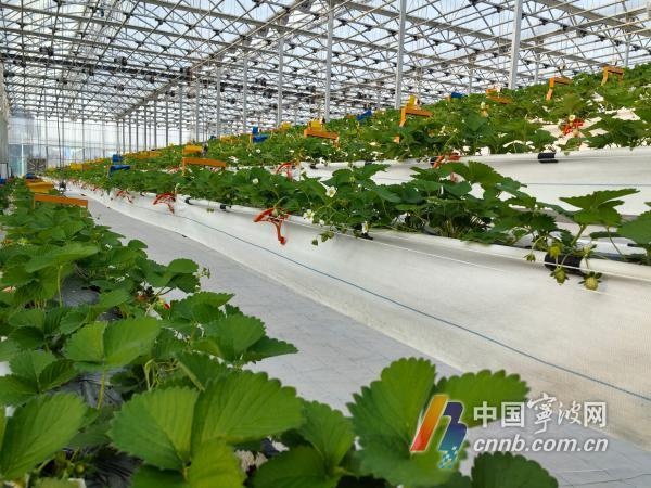 揭秘宁波蛟川现代都市农业园：2.8亿投资，3258亩规划，未来农业新地标  第2张