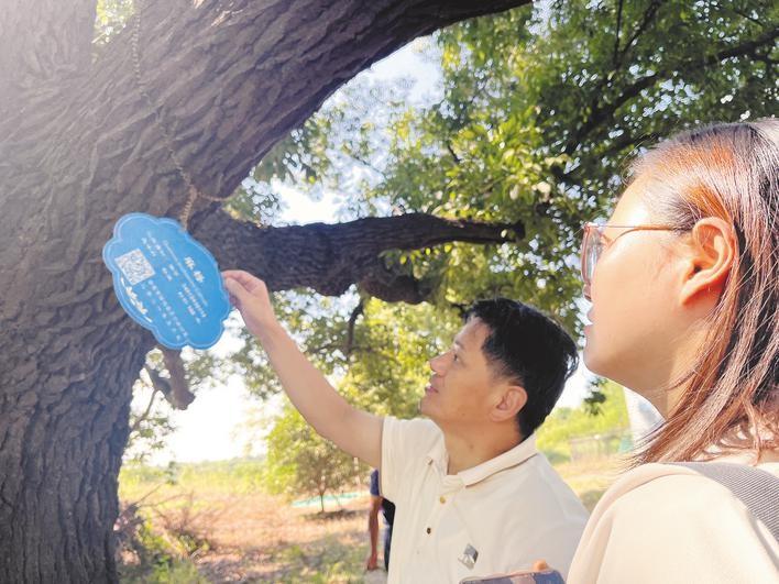 合肥这棵 170 年古麻栎树，为何被七代村民接力保护？  第2张