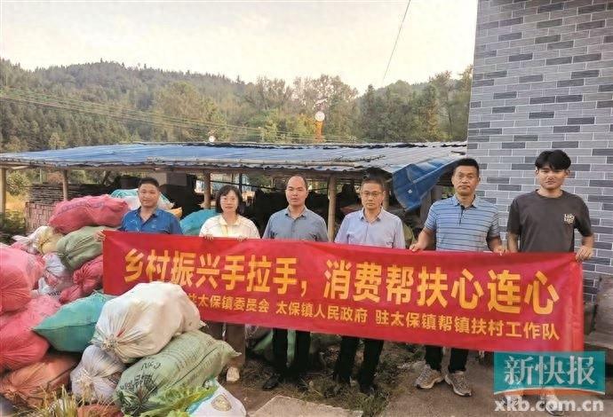万斤香芋南瓜滞销，工作队紧急出手，结果出人意料