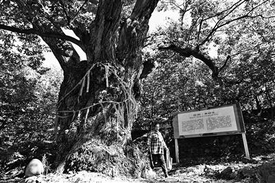 北京最古老栗树王树龄超 800 年，密云区园林绿化局为其修建指路牌和说明牌  第2张