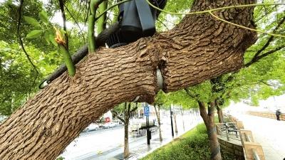 武昌区临江大道近 300 棵大树被亮化景观灯抱箍锁喉  第1张