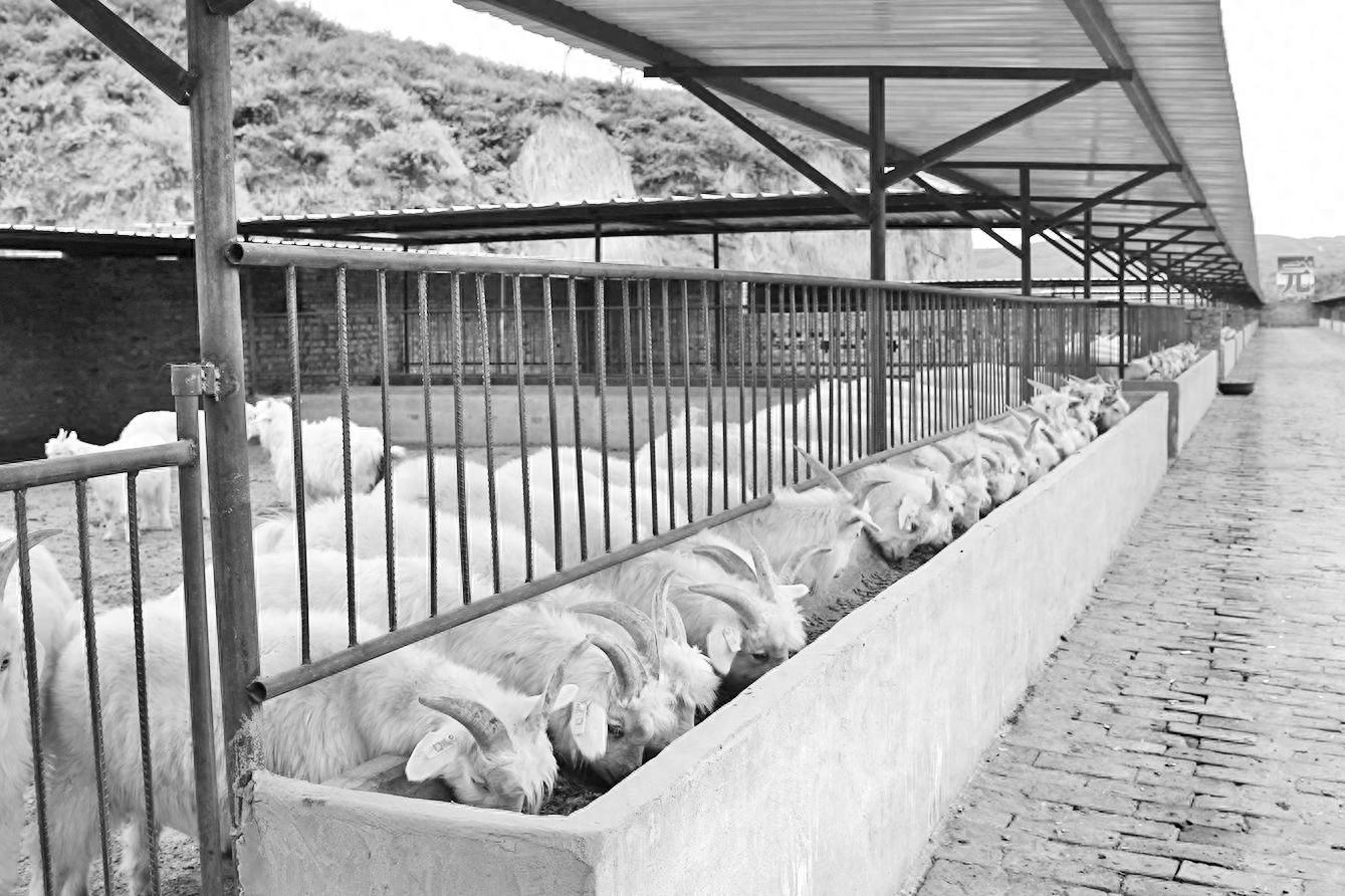 陕北横山羊肉品牌建设成果斐然，打造百亿级羊产业县区指日可待  第1张