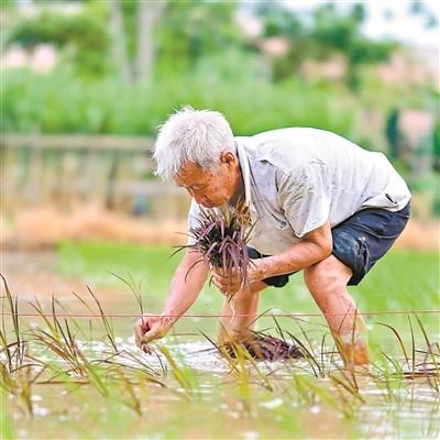东莞袁隆平陈志坚：60 年坚守，凤冲村水稻试验田的传奇故事  第3张
