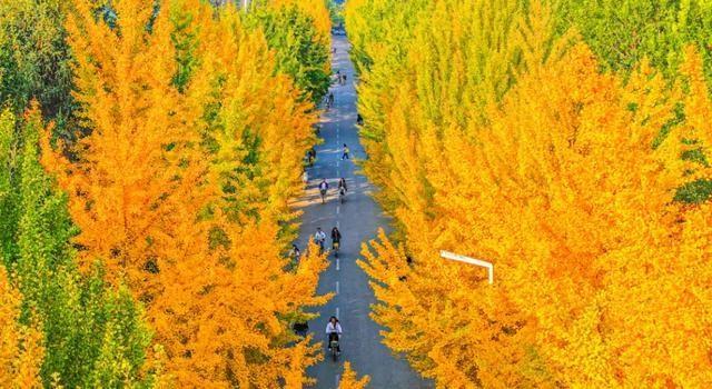 错过等一年！沈阳高校限时开放银杏大道，4000 个名额等你来  第2张