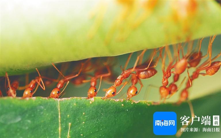 海南热带雨林的动物们身怀绝技，你知道它们都是谁吗？  第4张