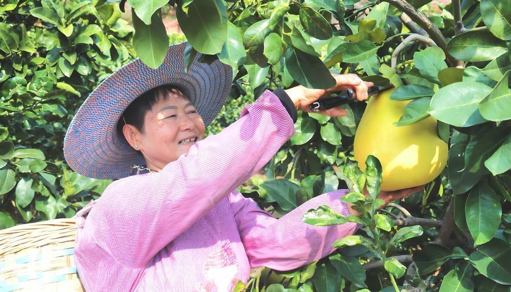 中江县永安镇：柚子大丰收，产值高达 150 万元  第2张