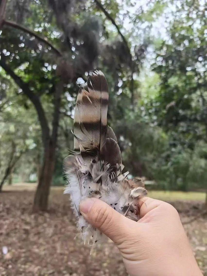 胆儿肥的幼鸟竟遭此下场！北腹棕鹰鹃的命运令人揪心  第2张