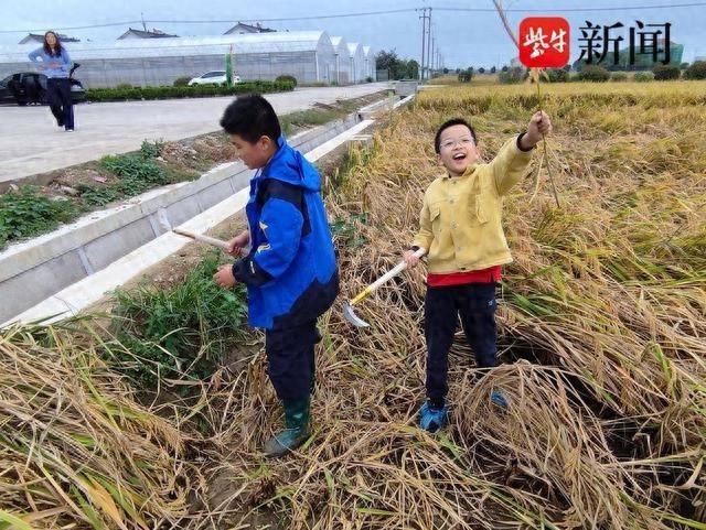 风吹稻香，书香满田！第 44 个世界粮食日，常熟这场秋收科普实践活动，你参加了吗？