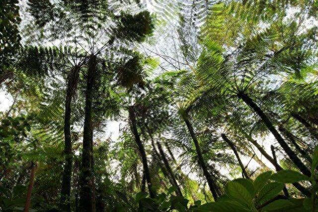 国家二级保护植物毛叶黑桫椤，竟在云南保山龙陵有新分布点  第1张