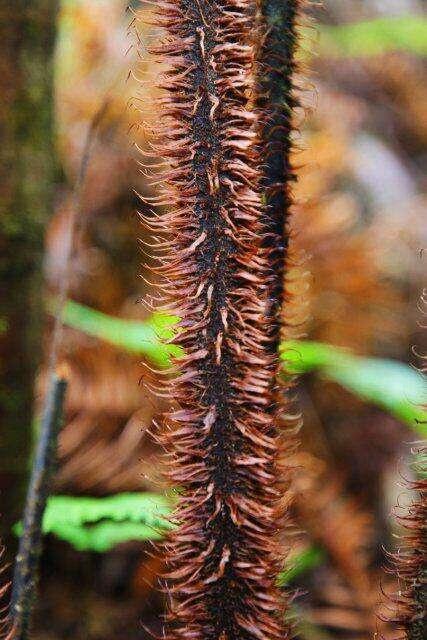 国家二级保护植物毛叶黑桫椤，竟在云南保山龙陵有新分布点  第2张