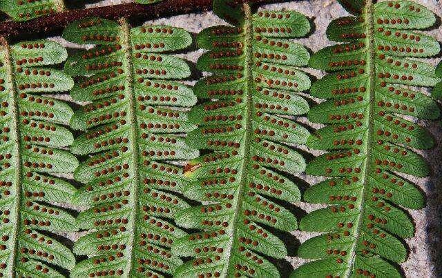 国家二级保护植物毛叶黑桫椤，竟在云南保山龙陵有新分布点  第3张