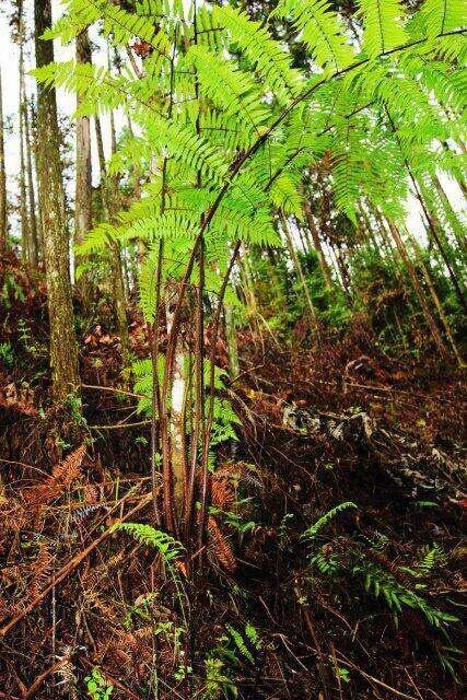 国家二级保护植物毛叶黑桫椤，竟在云南保山龙陵有新分布点  第4张