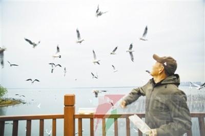 千余只红嘴鸥齐聚白龟湖，成为初冬亮丽风景线  第1张