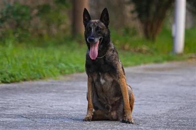 缉毒犬刀锋：从畏高到英勇，7 年破案 28 起，查获毒品近 8 公斤  第2张
