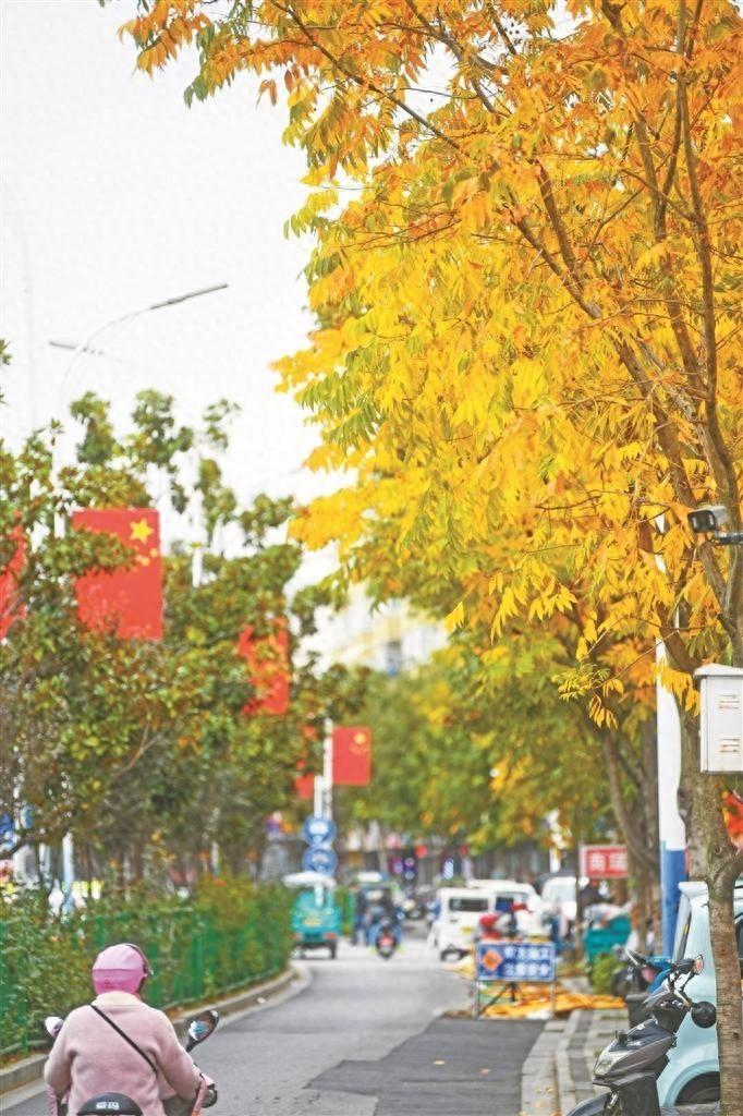 芜湖惊现黄金树，金黄叶片美如羽，不仅颜值高还有大用处  第1张