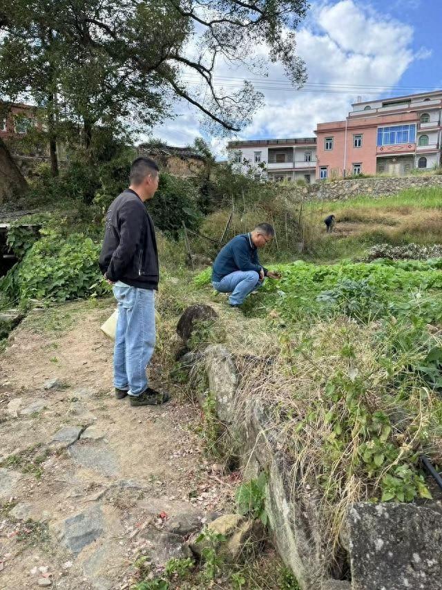 科技特派员出手，拯救生病的蓬华芥菜