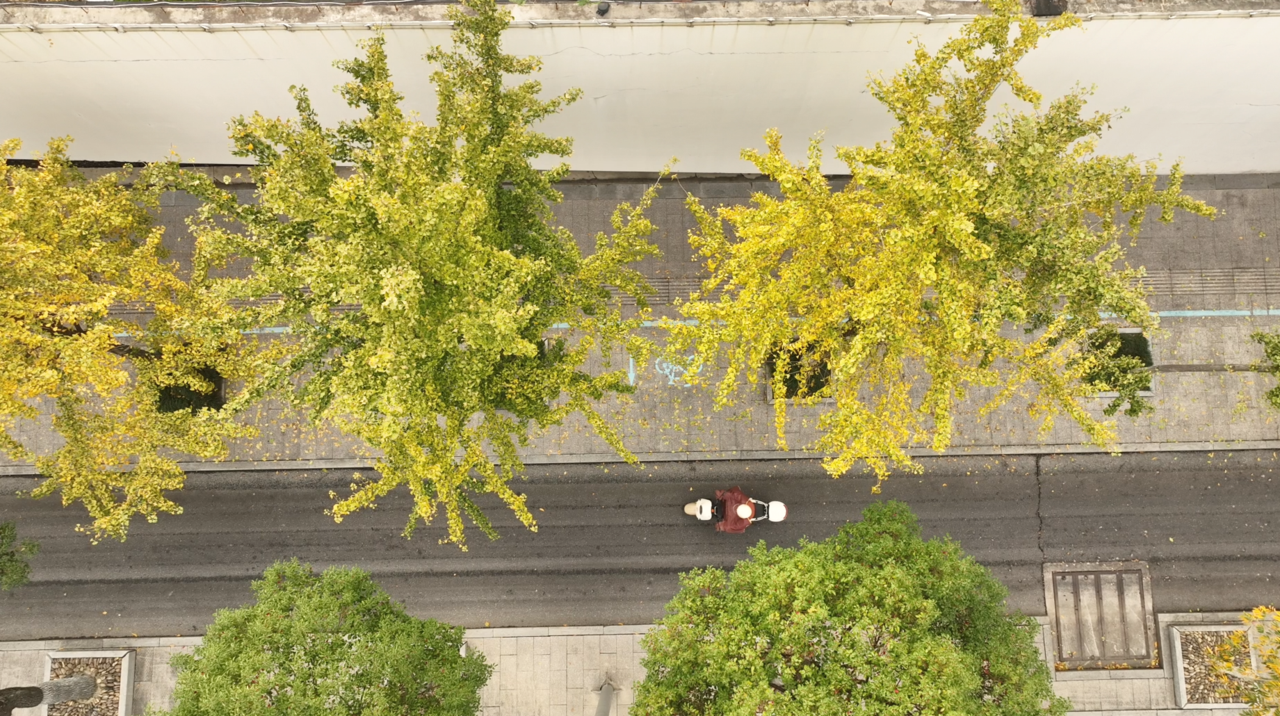 落叶缓扫！嘉善这 4 条路，美翻了  第3张