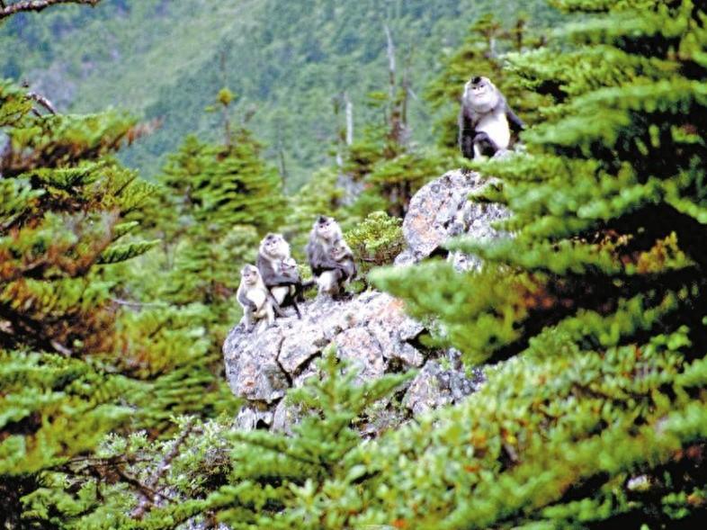 你知道吗？仅分布在滇西北和藏东南的滇金丝猴，5 年来保护成效显著