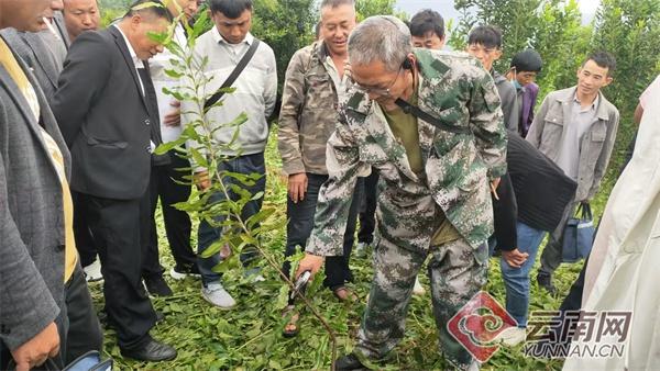 587 名高素质农民，80 名茶叶产业带头人，昌宁县人才强县战略成果斐然  第3张