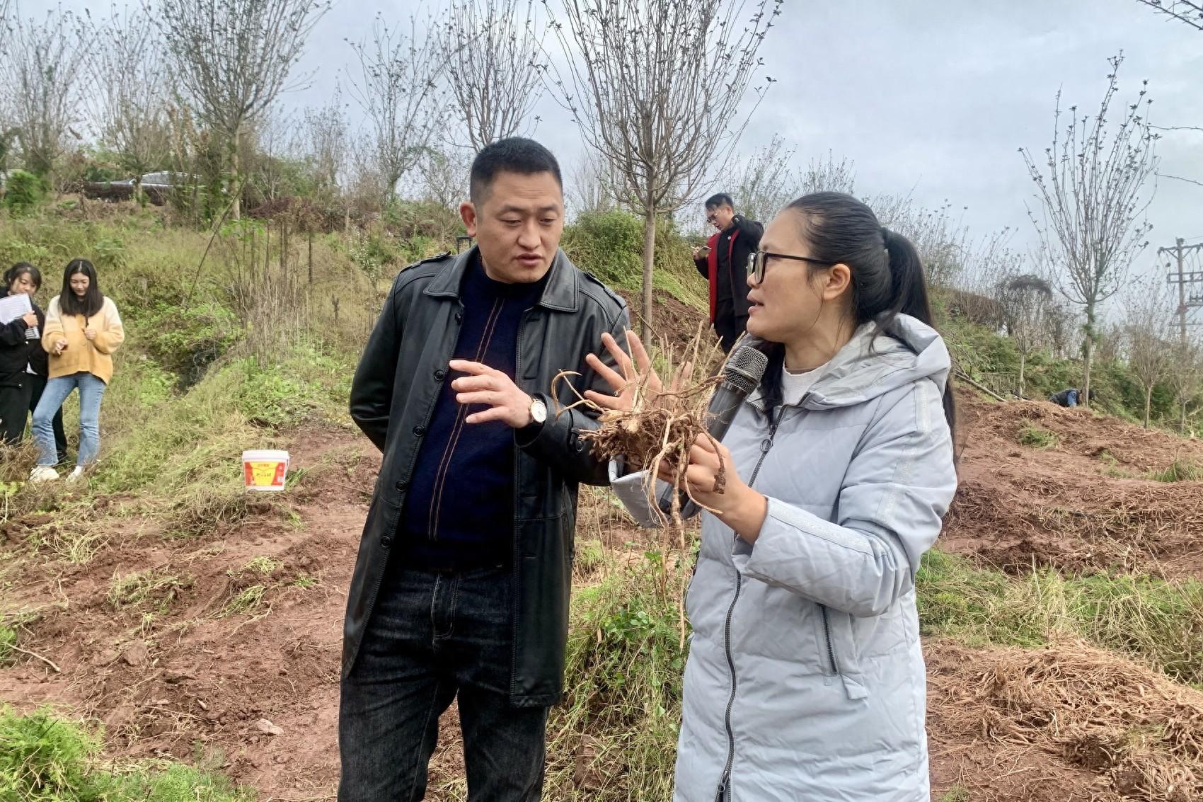 内江天冬种植培训会：掌握关键技术，开启致富之路  第1张