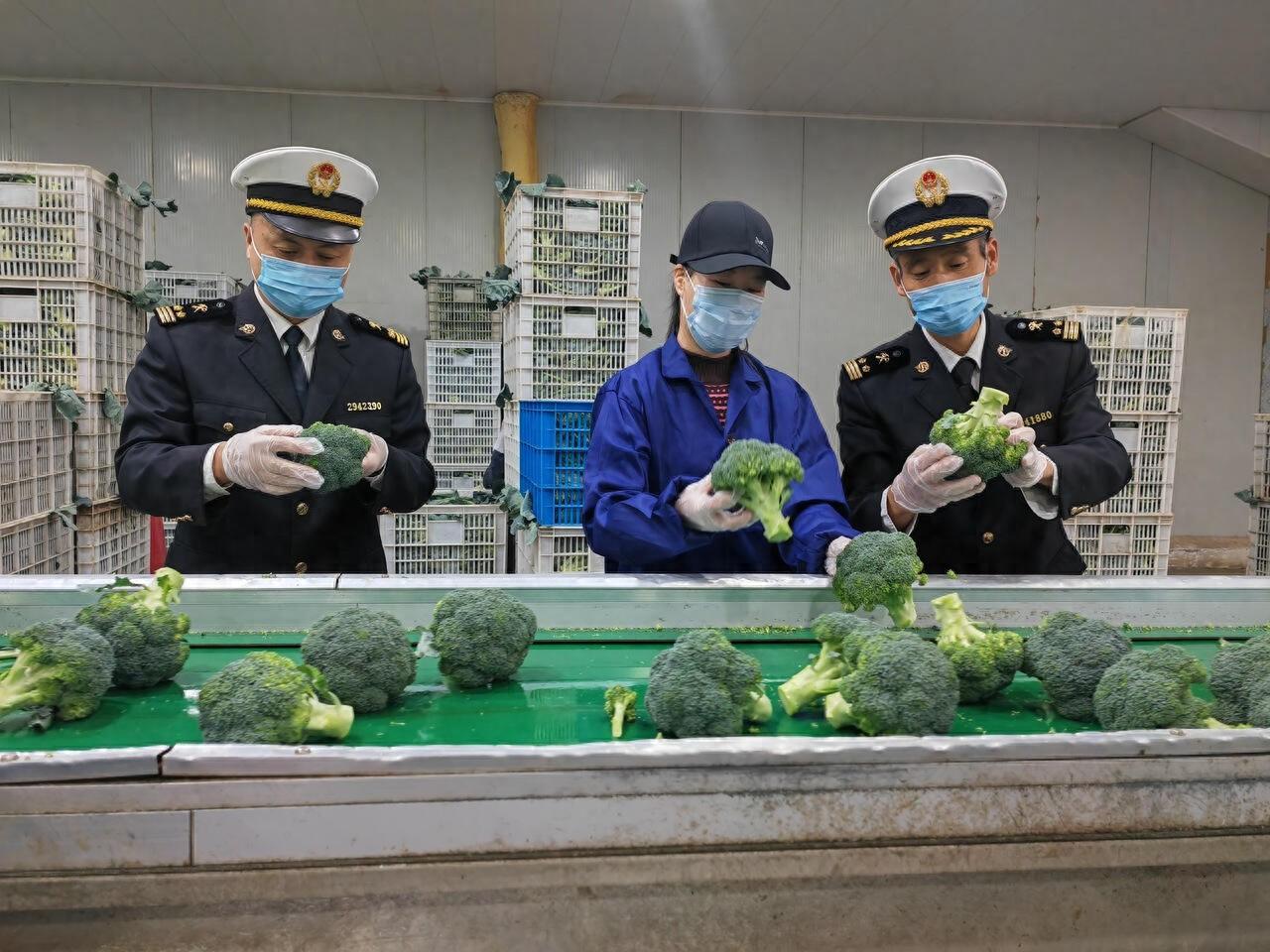 今年西兰花产量比往年高出两成，出口旺季即将到来
