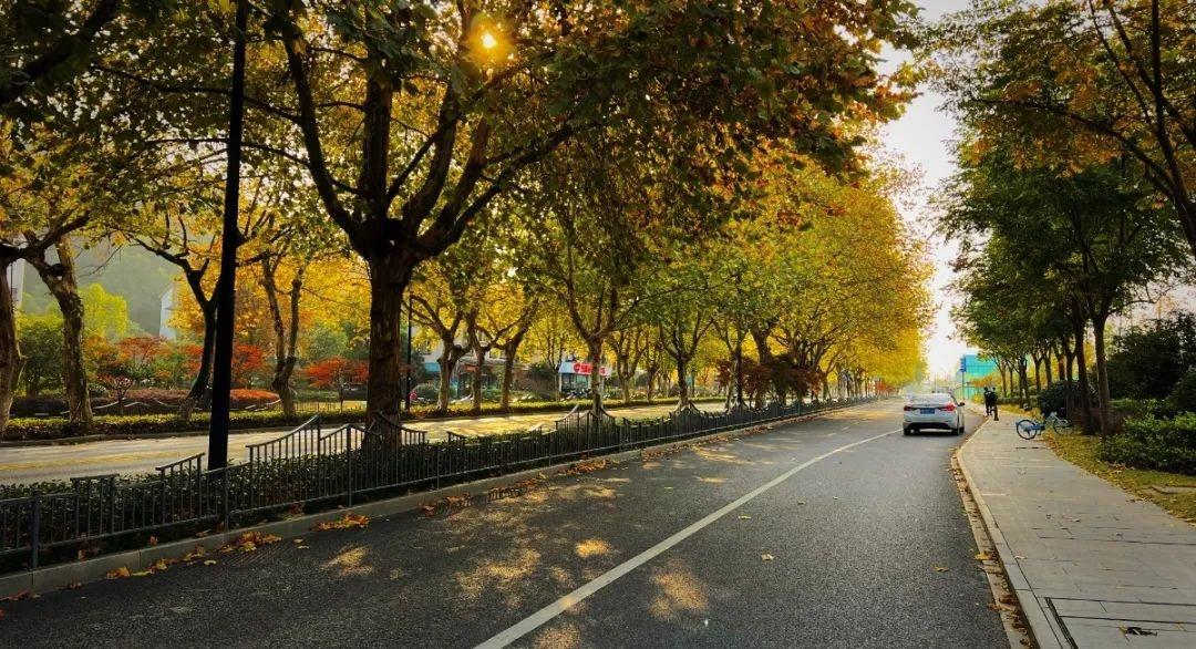 杭州开启落叶不扫模式，44 条景观道路等你来赏秋  第4张