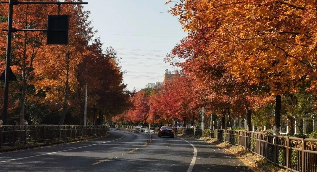 杭州开启落叶不扫模式，44 条景观道路等你来赏秋  第6张