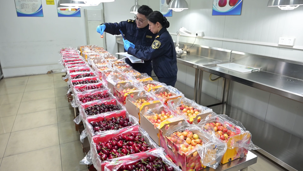 30 小时奔袭！70 吨智利车厘子包机抢鲜抵沪，海关严格查验  第2张