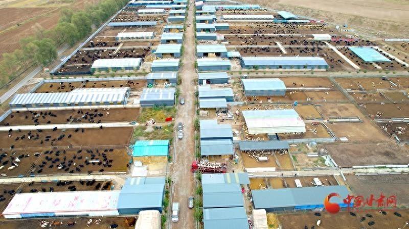 民乐县：抓住牛鼻子，犇出致富路，牛产业发展势头强劲