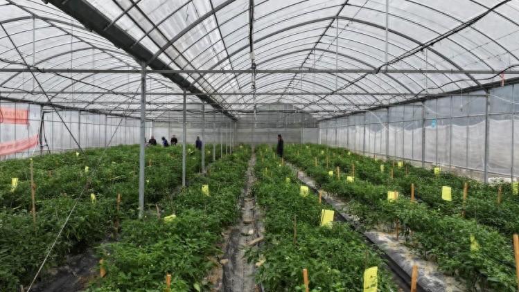 湖南衡山秋延辣椒丰收，亩产超 6000 斤，你还不来尝尝？