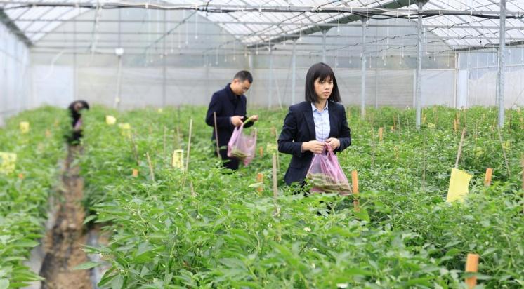 湖南衡山秋延辣椒丰收，亩产超 6000 斤，你还不来尝尝？  第2张