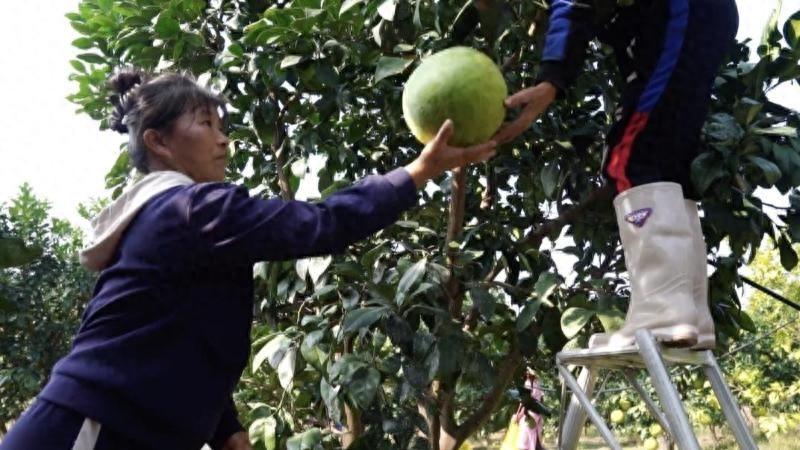 亩产能达 450 斤！江西百亩蜜柚丰收，柚农喜笑颜开