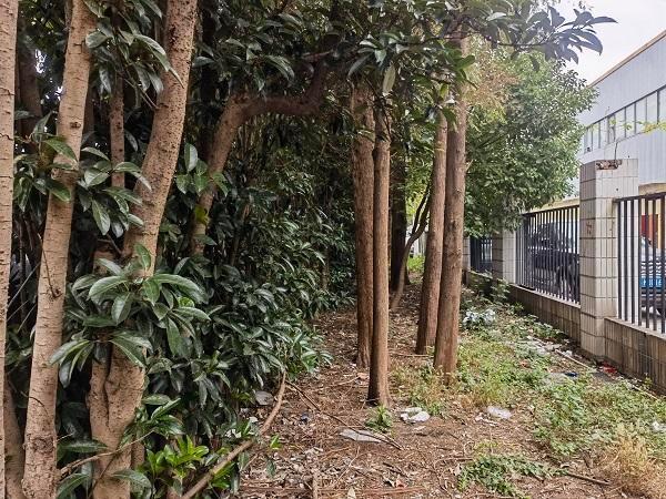 浦东新区康桥镇 1.8 公里康花路，几十年没有人行道，市民出行安全隐患大  第9张