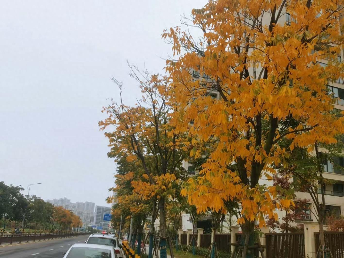 扬州这条无患子大道火了！市区唯一，你打卡了吗？